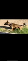 Spartan, a male Belgian Malinois for sale in Phoenix, AZ – Photo 8 of 9