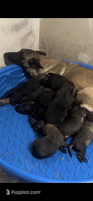 Spartan – Belgian Malinois puppy for sale in Phoenix, AZ