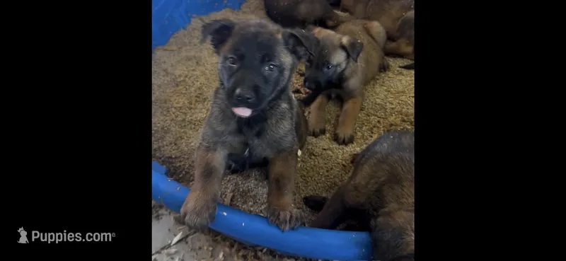 Spartan – Belgian Malinois puppy for sale in Phoenix, AZ