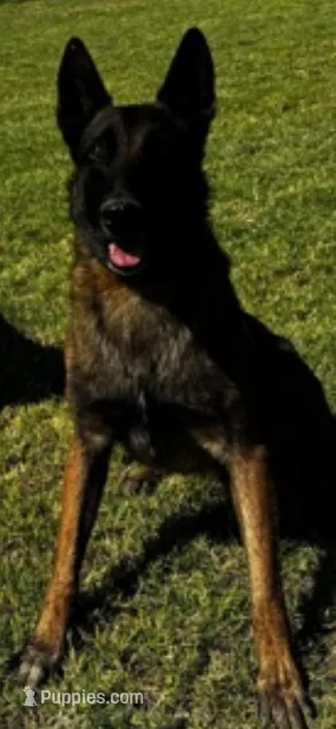 Spartan, a male Belgian Malinois for sale in Phoenix, AZ – Photo 1 of 9