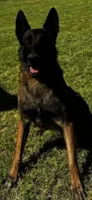Spartan, a male Belgian Malinois for sale in Phoenix, AZ – Photo 1 of 9