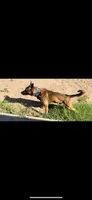 Spartan, a male Belgian Malinois for sale in Phoenix, AZ – Photo 6 of 9