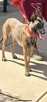 Spartan, a male Belgian Malinois for sale in Phoenix, AZ – Photo 8 of 9