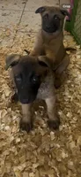 Shebia, a female Belgian Malinois for sale in Phoenix, AZ – Photo 3 of 3
