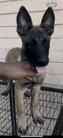 Spartan, a male Belgian Malinois for sale in Phoenix, AZ – Photo 3 of 9