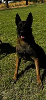 Spartan, a male Belgian Malinois for sale in Phoenix, AZ – Photo 3 of 9