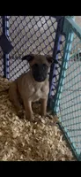 Blade , a male Belgian Malinois for sale in Phoenix, AZ – Photo 6 of 6