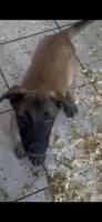 Blade , a male Belgian Malinois for sale in Phoenix, AZ – Photo 2 of 6