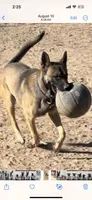 Spartan, a male Belgian Malinois for sale in Phoenix, AZ – Photo 2 of 9