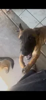 Luna , a female Belgian Malinois for sale in Phoenix, AZ – 4 of 10