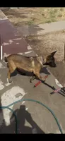 Sinicka , a male Belgian Malinois for sale in Phoenix, AZ – 3 of 10