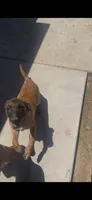 Luna , a female Belgian Malinois for sale in Phoenix, AZ – 5 of 10