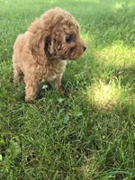 Cooper, a male Poodle - Toy  for sale in Lambertville, MI – 3 of 5
