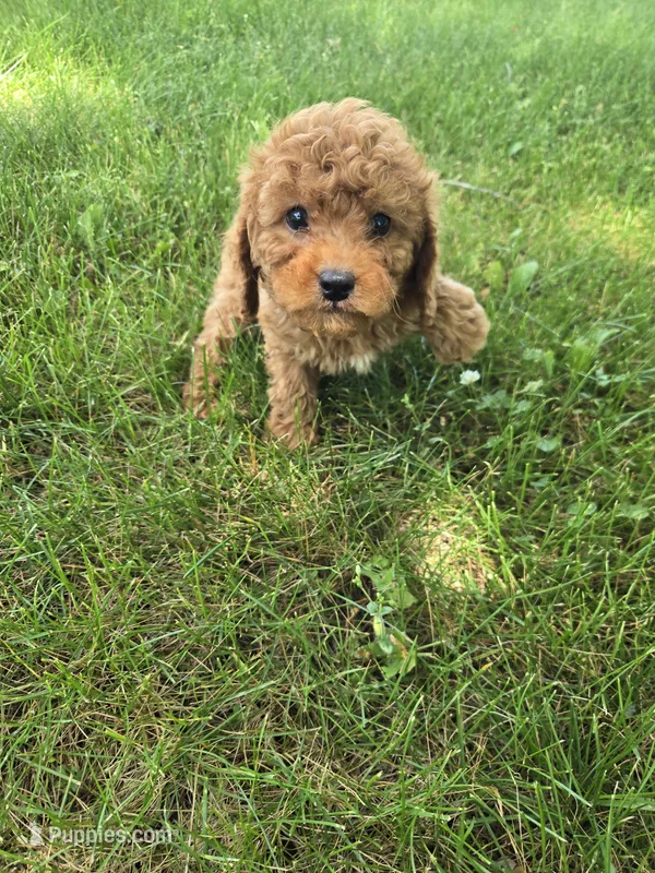 Cooper – Poodle - Toy  puppy for sale in Lambertville, MI
