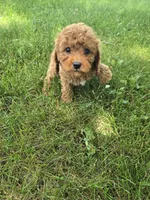 Cooper, a male Poodle - Toy  for sale in Lambertville, MI – 1 of 5
