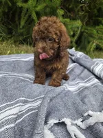 Bronco, a male Poodle - Toy  for sale in Lambertville, MI – 2 of 3