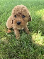 Cooper, a male Poodle - Toy  for sale in Lambertville, MI – 4 of 5
