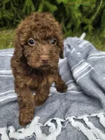 Bronco, a male Poodle - Toy  for sale in Lambertville, MI – 3 of 3