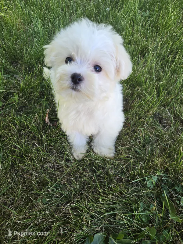 Milo – Maltese puppy for sale in Lambertville, MI