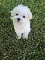 Milo, a male Maltese for sale in Lambertville, MI – 1 of 1