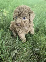 Jayden, a female Poodle - Toy  for sale in Lambertville, MI – 1 of 2