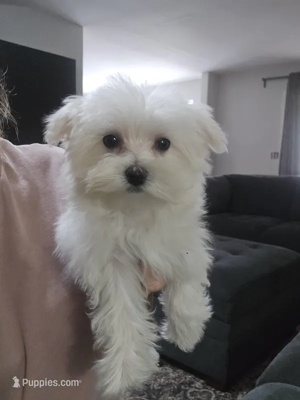 Lilly – Maltese puppy for sale in Lambertville, MI