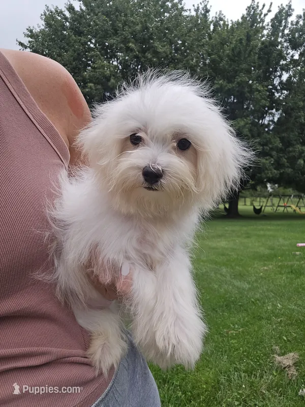 Jake – Maltese puppy for sale in Lambertville, MI