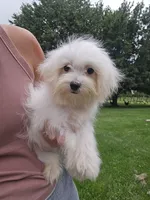 Jake, a male Maltese for sale in Lambertville, MI – 1 of 1
