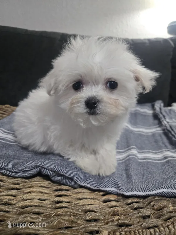 Cooper – Maltese puppy for sale in Lambertville, MI