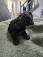 Bronco, a male Havanese and Poodle - Toy  for sale in Lambertville, MI – Photo 2 of 4