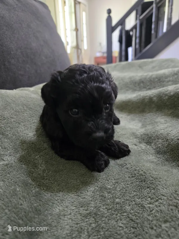 Bronco – Havanese, Poodle - Toy  puppy for sale in Lambertville, MI