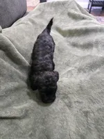 Bronco, a male Havanese and Poodle - Toy  for sale in Lambertville, MI – Photo 4 of 4