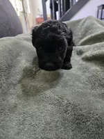 Bronco, a male Havanese and Poodle - Toy  for sale in Lambertville, MI – Photo 3 of 4