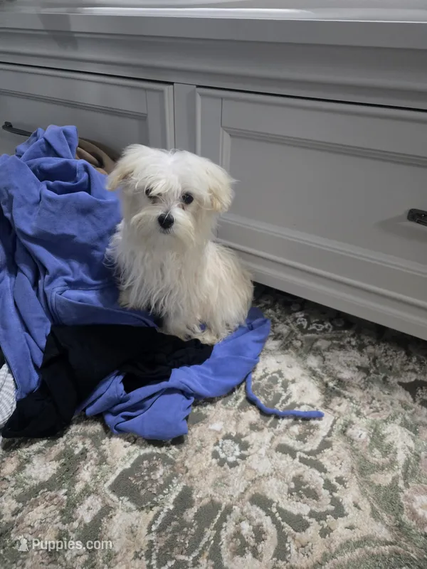 Leo – Maltese puppy for sale in Lambertville, MI