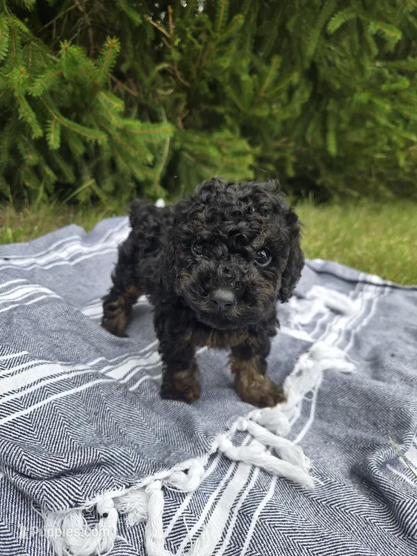Jasper – Poodle - Toy  puppy for sale in Lambertville, MI