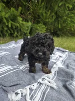 Jasper, a male Poodle - Toy  for sale in Lambertville, MI – 1 of 1