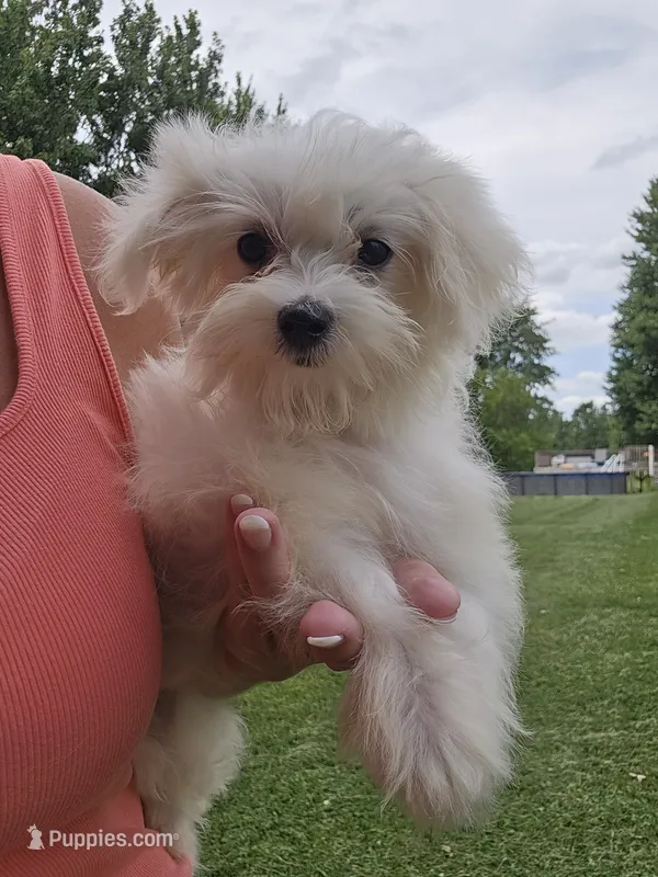 Lilly – Maltese puppy for sale in Lambertville, MI