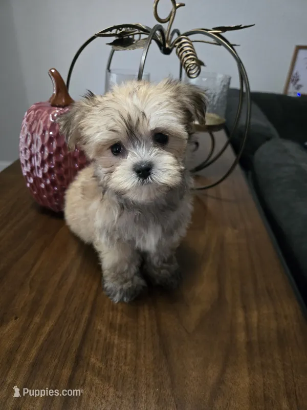 Max – Havanese, Maltese puppy for sale in Lambertville, MI