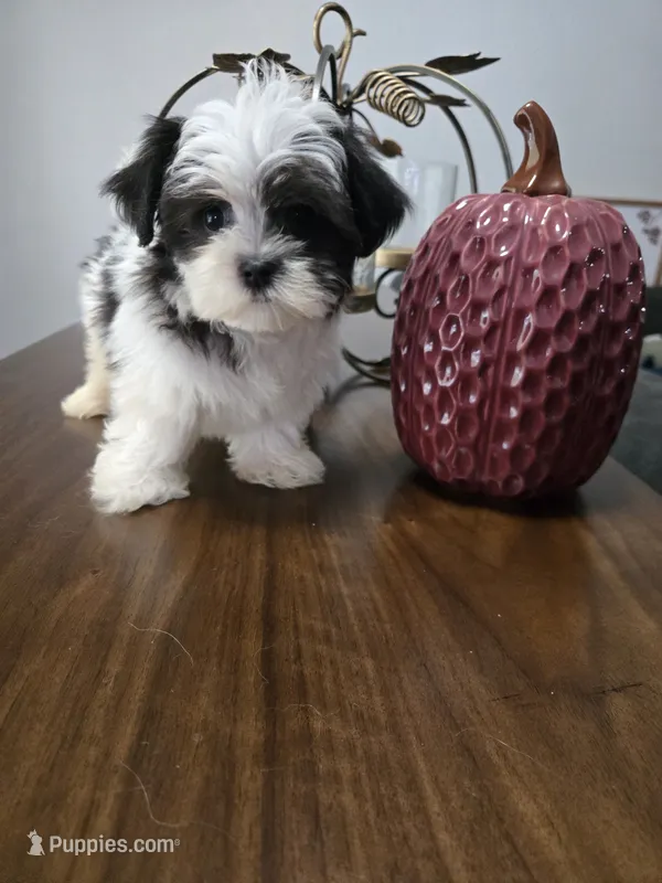 Bruno – Havanese, Maltese puppy for sale in Lambertville, MI