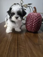 Bruno, a male Havanese and Maltese for sale in Lambertville, MI – 1 of 1