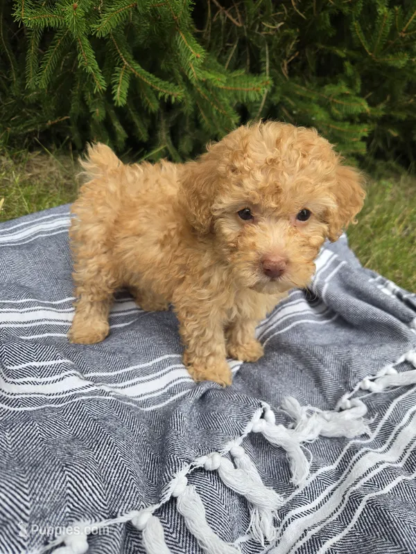 Bailey – Poodle - Toy  puppy for sale in Lambertville, MI