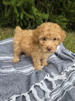 Bailey, a female Poodle - Toy  for sale in Lambertville, MI – 1 of 3
