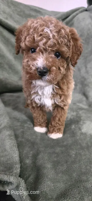 Moose – Poodle - Toy  puppy for sale in Lambertville, MI