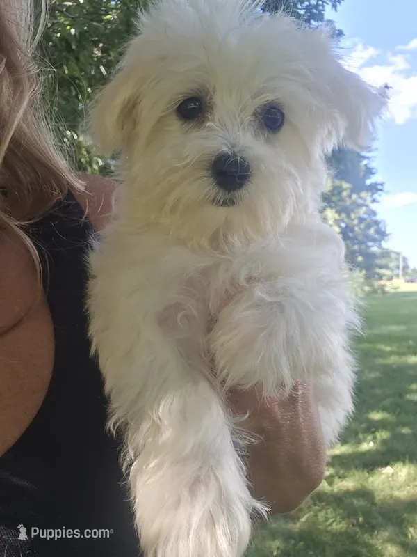 Millie – Maltese puppy for sale in Lambertville, MI