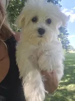 Millie, a female Maltese for sale in Lambertville, MI – 1 of 1