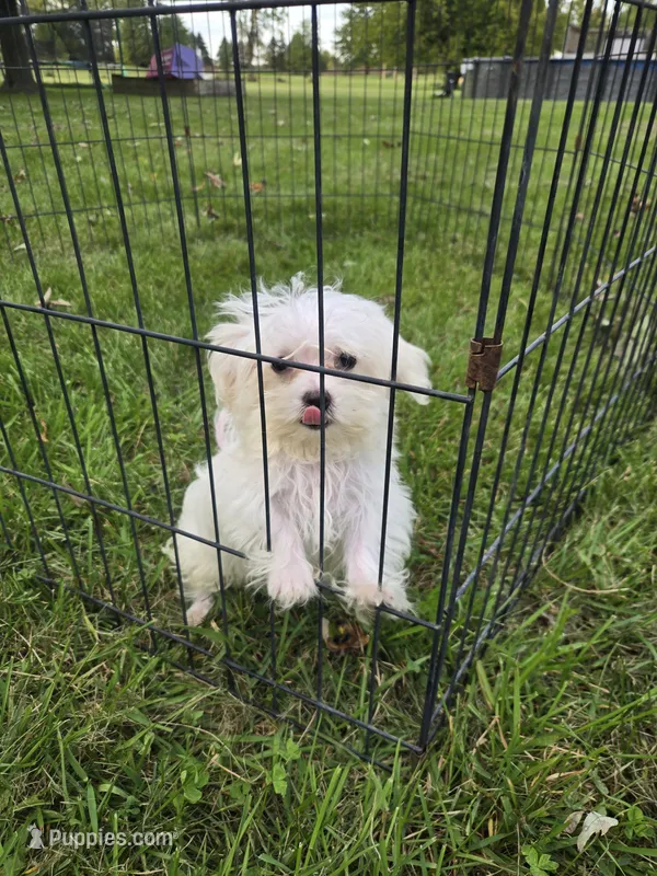 Ollie – Maltese puppy for sale in Lambertville, MI
