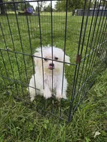 Ollie, a male Maltese for sale in Lambertville, MI – 1 of 1