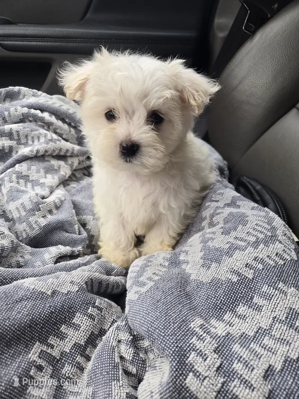 Milo – Maltese puppy for sale in Lambertville, MI