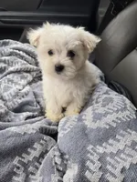 Milo, a male Maltese for sale in Lambertville, MI – 2 of 2