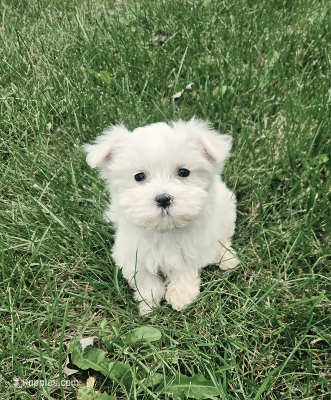 Marley – Maltese puppy for sale in Lambertville, MI